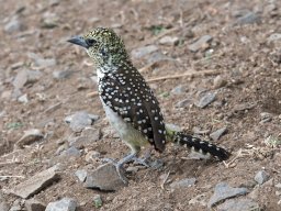 Western_Corridor2009-119